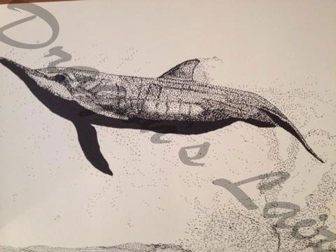 Pen and ink of spinner dophin 9x12 $10.